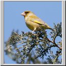 Carduelis chloris - Gruenfink m02.jpg